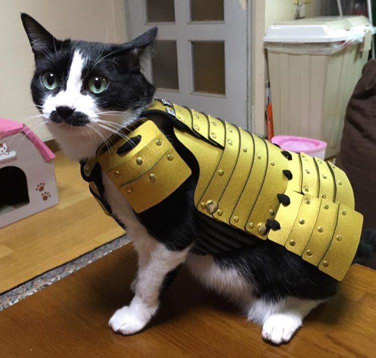 Shiba Inu價格崩潰，因為它看到了關(guān)鍵的支持